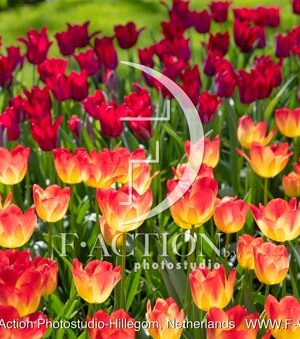 Tulipa Garden
