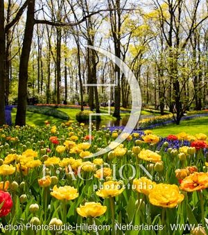 Tulipa Spring Garden