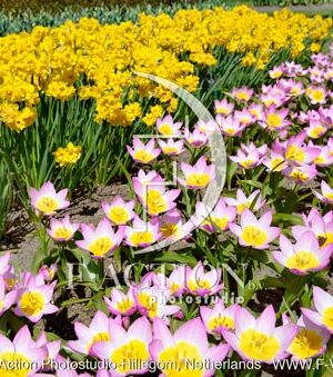 bakeri Lilac Wonder