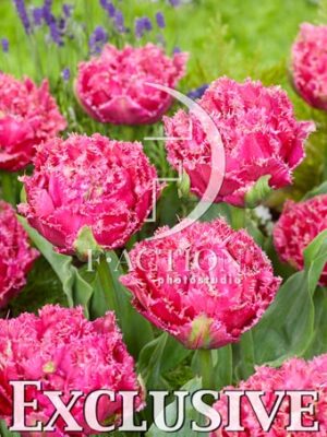 Dcp 28 roze