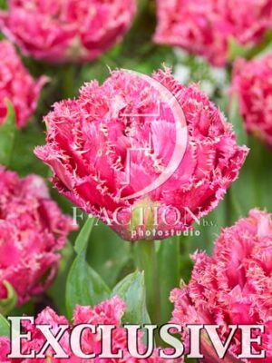 Dcp 28 roze