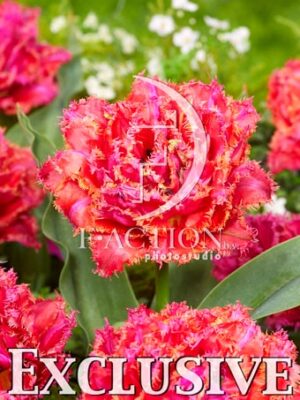 Dcp 28 roze