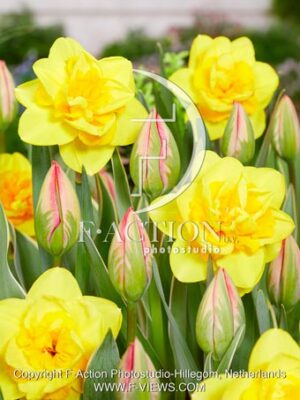 Parade Design and Narcissus Queens Day
