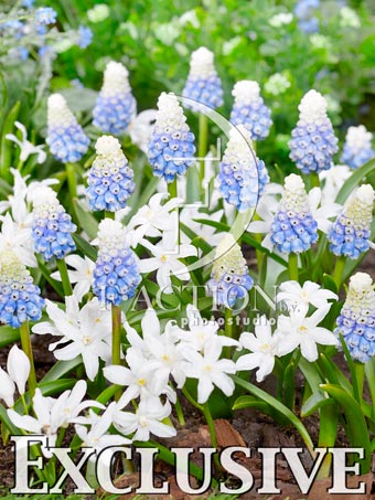 Mountain Lady - Chionodoxa alba