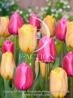 2015-33-OR en Stevig Roze Mixed