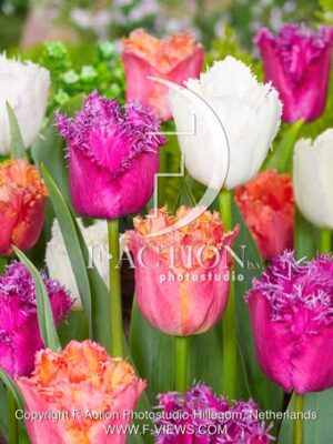 Fringed Mixed