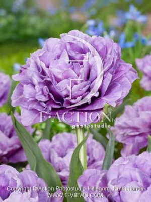 Westend Purple