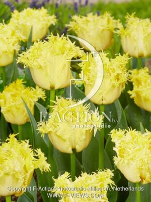 Westend Fringed yellow