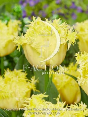 Westend Fringed yellow