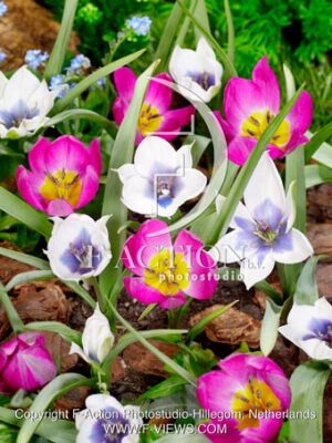 Eastern Star and humilis Albocaerulea