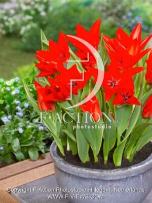 praestans Bloemenlust