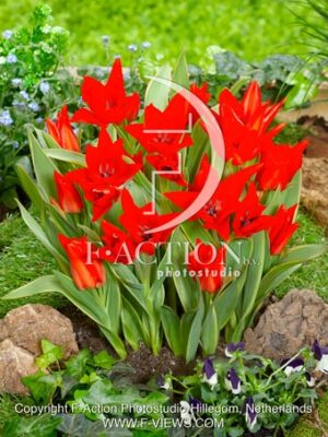 praestans Bloemenlust