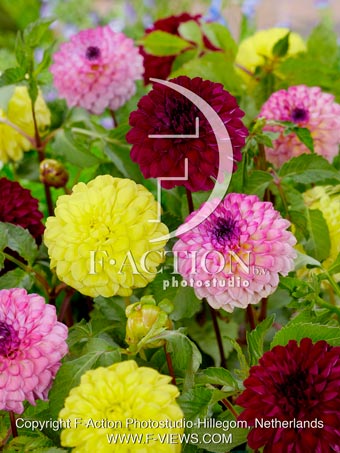 Yellow Heaven-Red Jill-Wine Eyed Jill Mixed