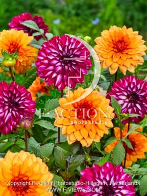 Decorative Mixed
