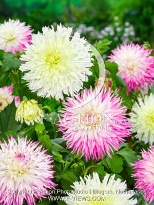 Fimbriata Mixed