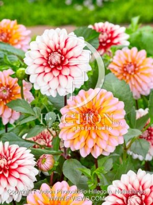 Decorative Mixed