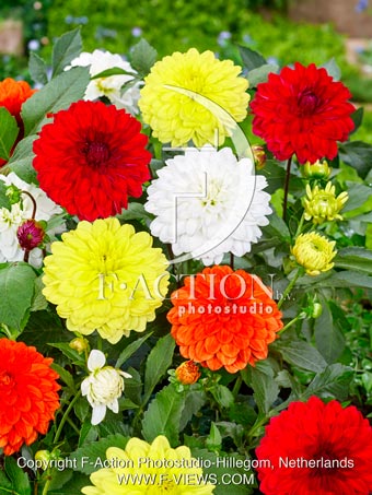 Decorative Mixed