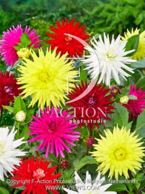 Cactus Mixed