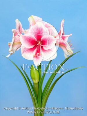 Pink Beauty