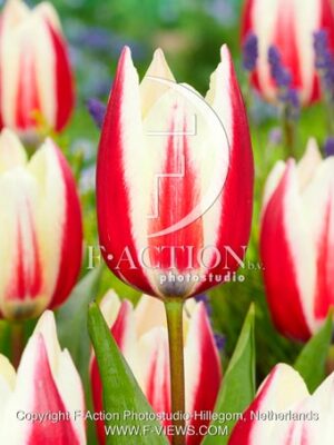 Spring Surprise