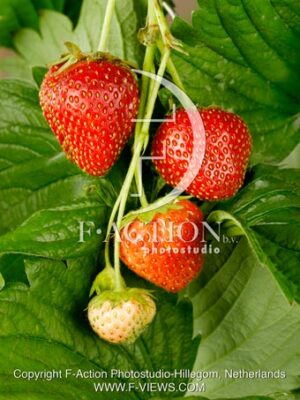 Rosaceae