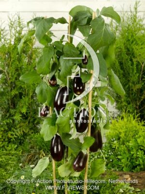 Eggplant