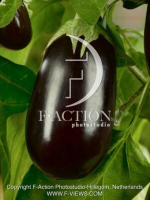 Eggplant