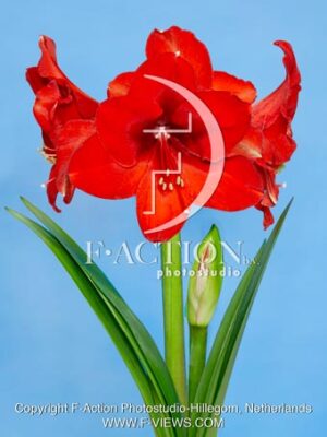 Red Victory
