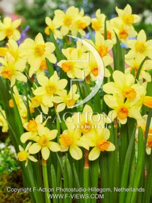 Narcissus Eaton Song