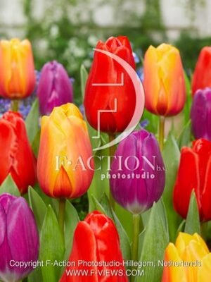 Tulipa Mixed