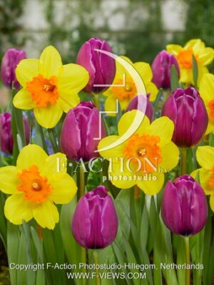 Party Night- Narcissus Pimpernel Mixed