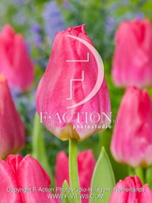 Passio Pink