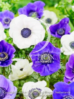 coronaria Bride - Mr Fokker