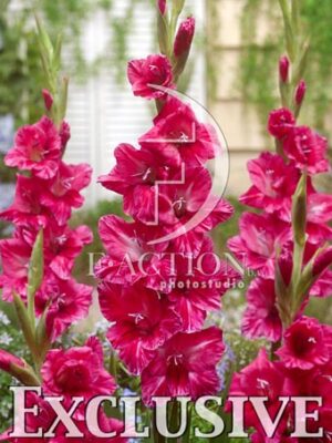 botanic stock photo Gladiolus