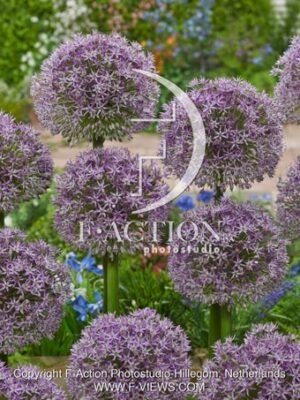 botanic stock photo Allium Globus