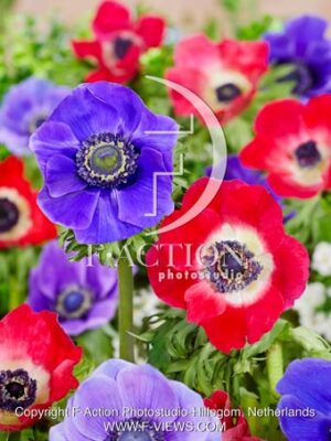 coronaria Hollandia - Mr Fokker
