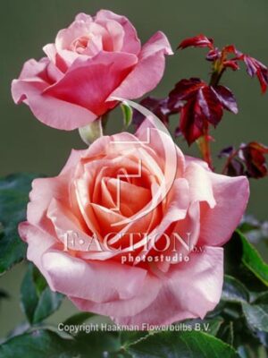 Lovely Lady