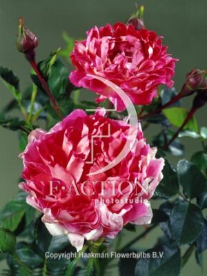 Ruffle Passion