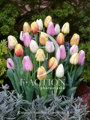botanic stock photo Tulipa Pastel