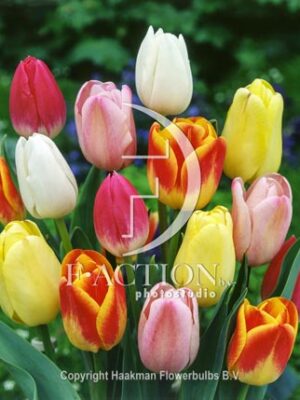 botanic stock photo Tulipa Bicolour
