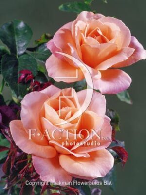 Atlantic Star