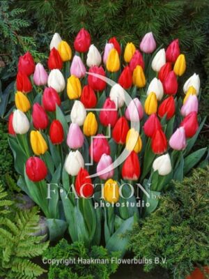 botanic stock photo Tulipa Christmas Dream Sport