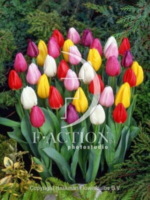 botanic stock photo Tulipa Christmas Dream Sport