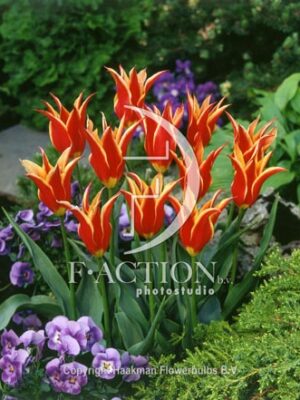 botanic stock photo Tulipa Aladdin's Record