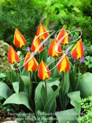 botanic stock photo Tulipa Flair