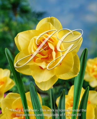 botanic stock photo Narcissus Tahiti
