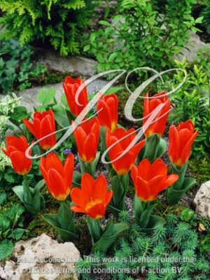 botanic stock photo Tulipa Scarlet Baby