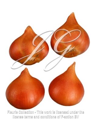 Tulip Bulbs