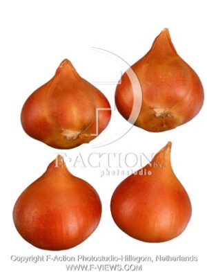 botanic stock photo Bloembollen Bulbs