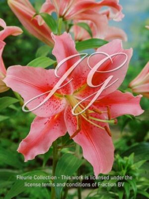botanic stock photo Lilium Anne